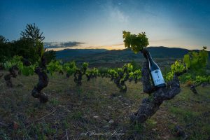 Viñedo orgánico de uva mencía de Bodega Puerta del Viento