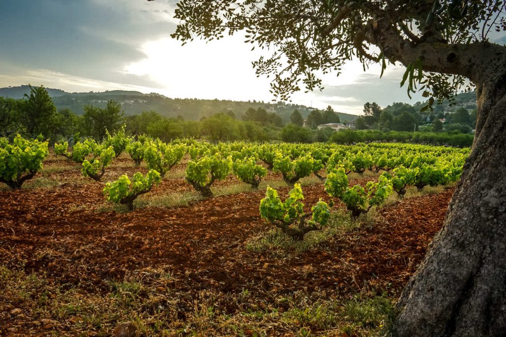 Viñedos ecológicos de Puerta del Viento en Arborbuena